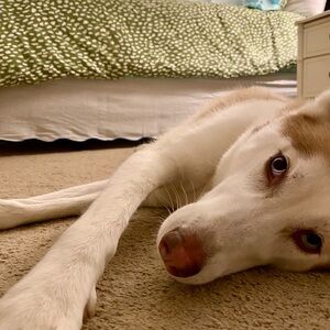 Meet your Posher, Alex